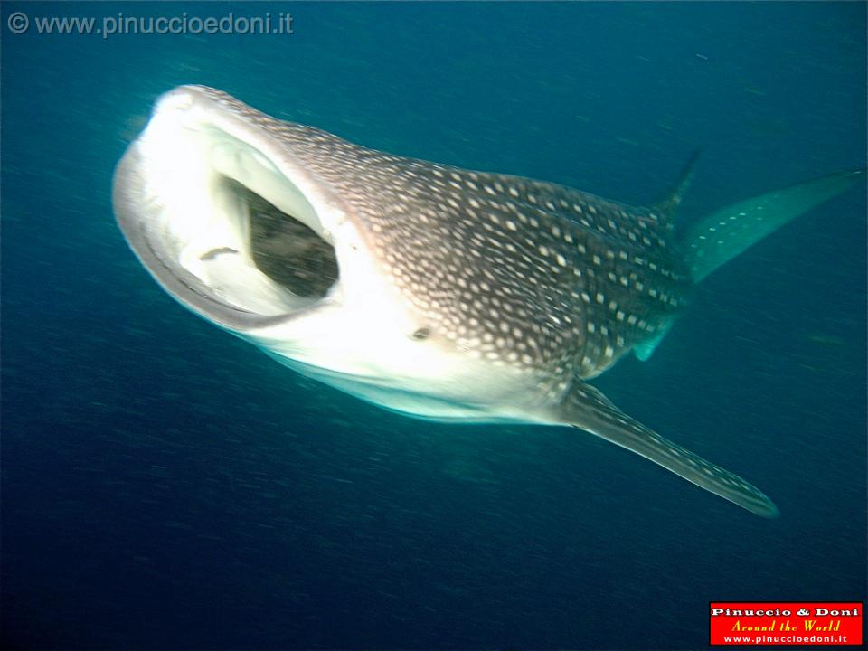 Djibouti - Whale Shark in Djibouti - 12.jpg